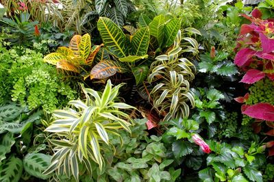 Conservatory of Flowers