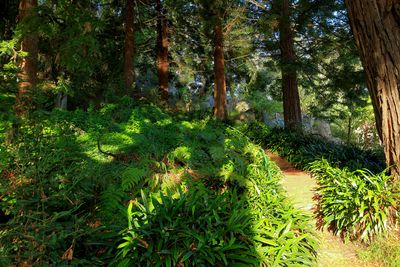 Redwoods