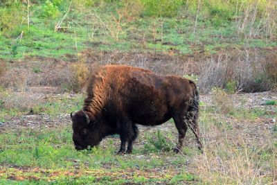 Bison  Paddock