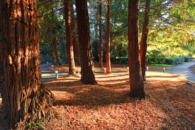 Shakespeare Garden