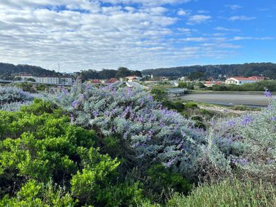 Crissy Field Flora