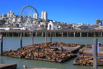 Pier 39 Pinnipeds