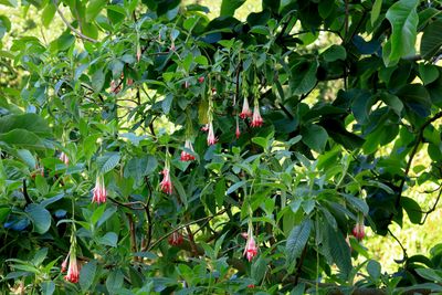 Fuchsia boliviana