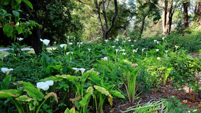Calla lillies