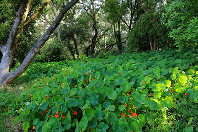 Garden Nasturtium