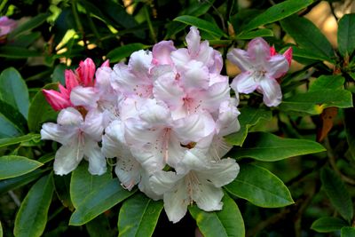 Rhododendron