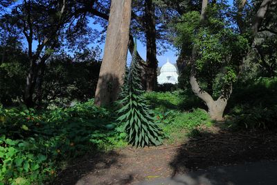 Tree Echium