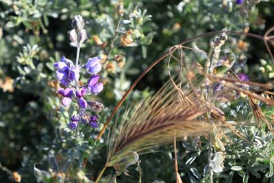 Bush Lupine
