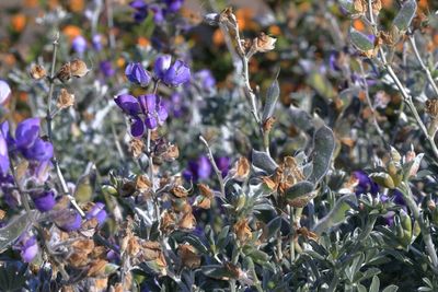 Miniature Lupine