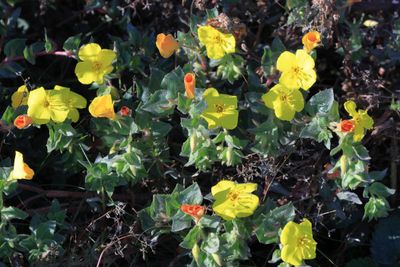Beach Evening Primrose