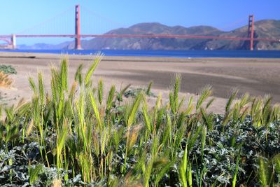 Wall Barley
