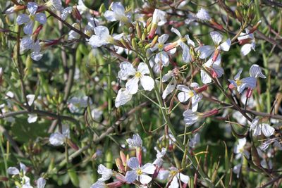 Rockcress