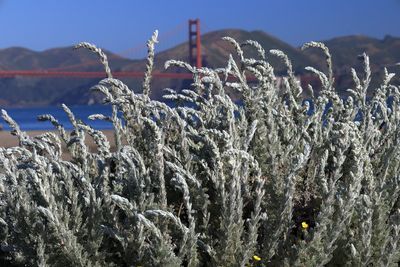 Coastal Sagewort