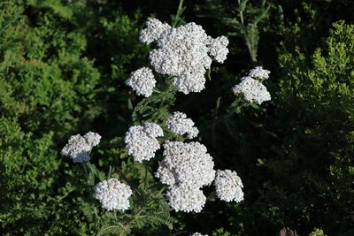 Yarrow