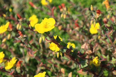 Evening Primrose