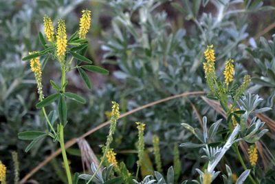 Yellow Sweetclover