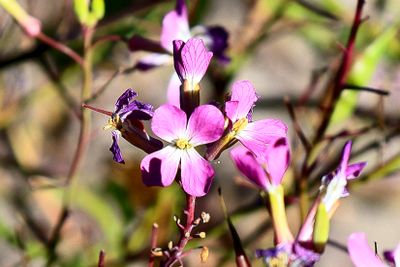 Wallflowers