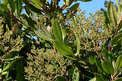 California Holly