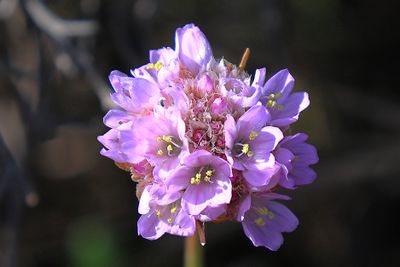 Sea Thrift