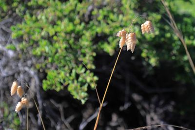 Greater Quaking Grass