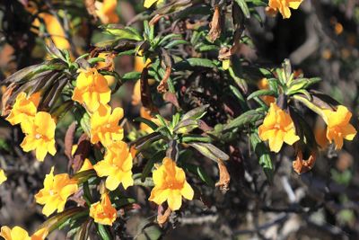 Sticky Monkey-Flower