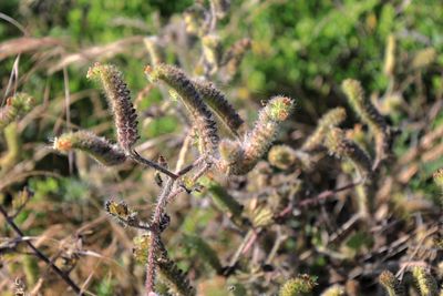 Caterpillar Phacelia