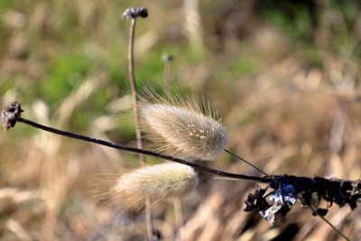 Hare's Tail Grass