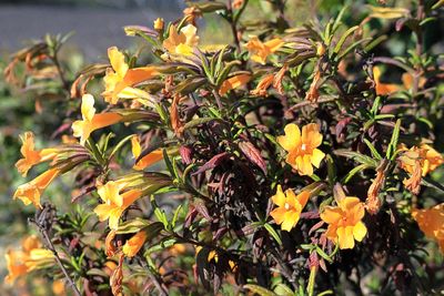 Sticky Monkey-Flower