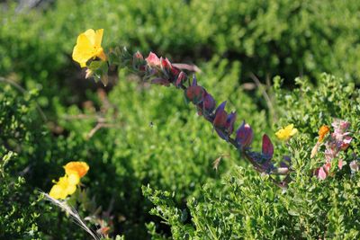 Beach Evening Primrose