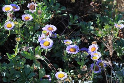 Seaside Daisy