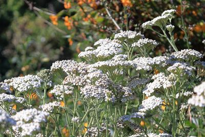 Yarrow