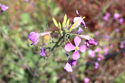 Wild Radish