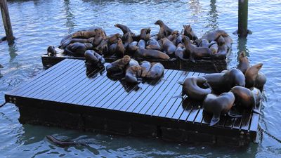 Pier 39 Pinnipeds