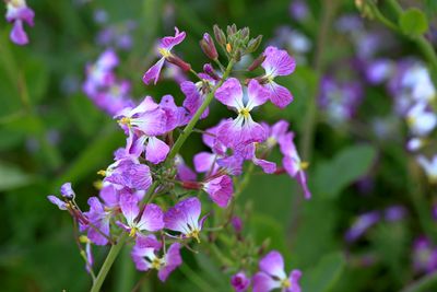 Sea Radish