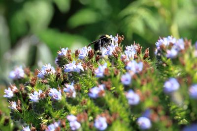 Gathering Pollen