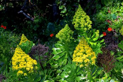 Irish Rose (Aeonium arboreum)