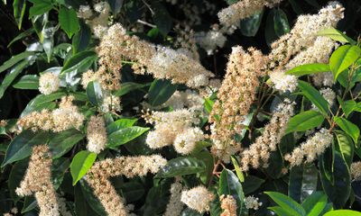 Portuguese laurel