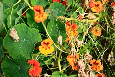 Garden Nasturtium