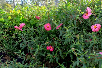 Moss-rose purslane