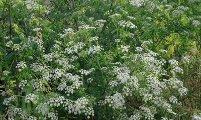 Cow Parsnip