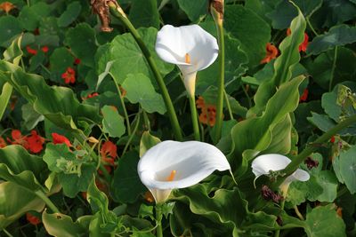 Calla Lily