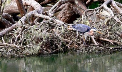 Blue Heron