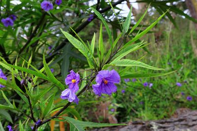Tasmanian Kangaroo Apple