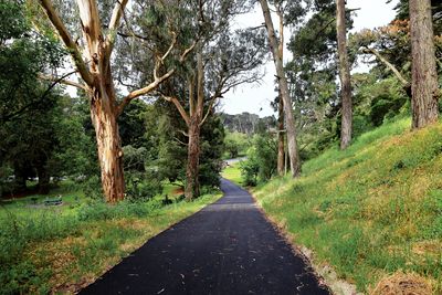 Path from Middle Drive to MLK Jr. Drive