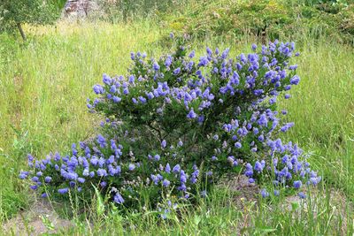 Blueblossom