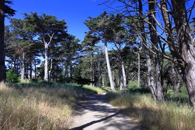 Path along MLK Jr Drive South West