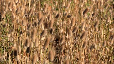 Hare's Tail Grass