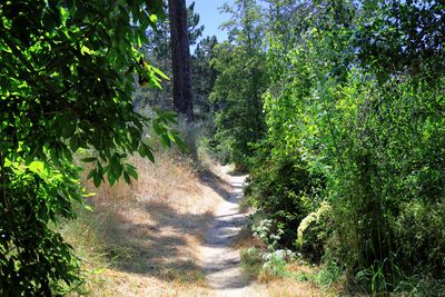 Path around Elk Glen Lake