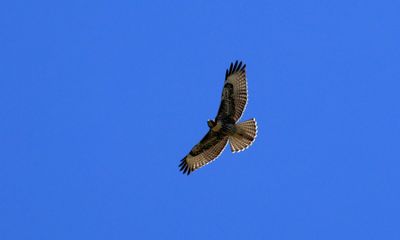 Red-Tailed Hawk - Middle Lake