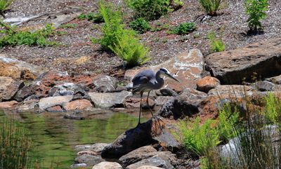 Heron - Middle Lake